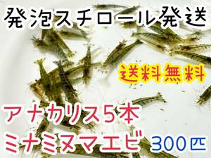 【送料無料 発泡スチロール 保冷】アナカリス5本とミナミヌマエビ300匹のセット メダカや肉食魚の餌 苔取り