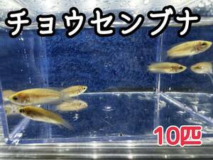 在庫僅か チョウセンブナ 3cm前後 10匹 朝鮮鮒 2023産まれ 外飼育 即決価格