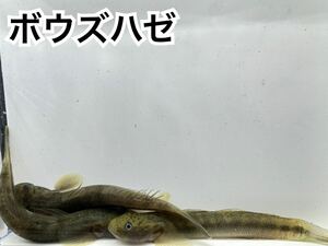即決価格 ボウズハゼ3匹 5cm前後 日本淡水魚