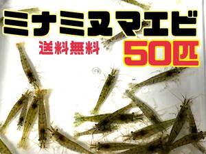 送料込 ミナミヌマエビ50匹＋α死着保証分とアナカリス5本セット離れ島不可　川エビ 淡水エビ 餌 エビ 水草 メダカ水槽アクアリウム