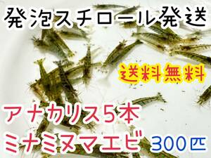 [ free shipping ]mi Nami freshwater prawn 300 pcs +. put on guarantee minute prompt decision price styrene foam . inserting keep cool do delivery moss taking . bait me Dakar . meat meal fish. bait 