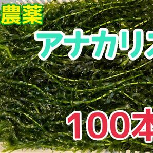 夏季限定セール品無農薬 アナカリス 100本 エビ金魚ザリガニ熱帯魚水草メダカめだか オオカナダモ 餌 金魚藻 金魚草 隠れ家の画像1