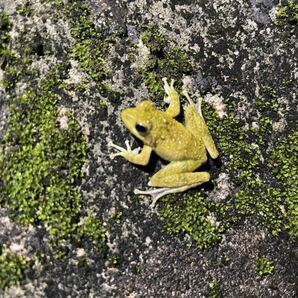 リュウキュウカジカガエル 10匹の画像1