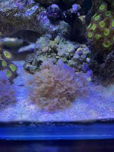 ウミアザミ　サンゴ コーラル フラグ