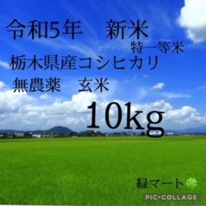 令和5年産　新米　栃木　特一等米　コシヒカリ玄米　10キロ　無農薬　単一農家