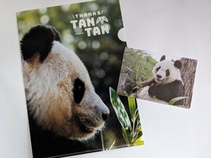 タンタン　王子動物園　クリアファイル　雑誌切り抜き　パンダ　①