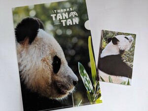 タンタン　王子動物園　クリアファイル　雑誌切り抜き　パンダ　③