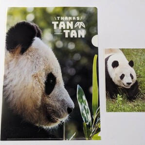 タンタン 王子動物園 クリアファイル 雑誌切り抜き パンダ bの画像1