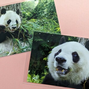 タンタン ポストカード ２枚  王子動物園 パンダの画像1