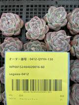 多肉植物25個 0412-QYYH-130 アルバビューティー エケベリア　カット 寄植え-　千葉MS基地 _画像3
