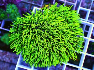 [ Pachyclavularia sp. ] 《沖縄産》スターポリプ・イエローグリーン ロングポリプ