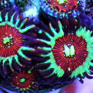 [ USAマメスナ LC Zombie Eye Zoanthids ] マメスナギンチャクの画像2