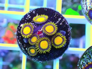 [ USAマメスナ Tutti Frutti Zoanthids ] マメスナギンチャク