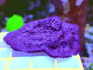 [ Purple Blue Plating Photosynthetic Sponge ] 好日性パープルブルー カップ スポンジ(海綿類) 