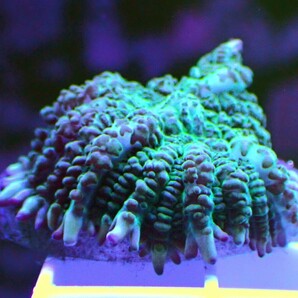 [ Rhodactis sp. (Bounce Mushroom) ] ディスクコーラルの画像3