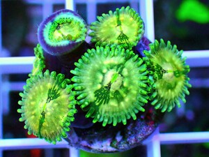 [ USAマメスナ Hawaiian Ding Dang People Eater Zoanthids ] マメスナギンチャク