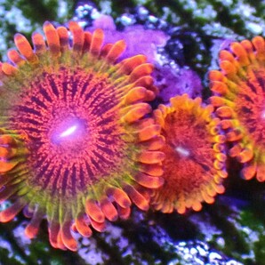 [ USAマメスナ Speckled Krakatoa Zoanthids ] マメスナギンチャクの画像2
