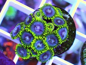 [ USAマメスナ Aquaman Zoanthids ] マメスナギンチャク