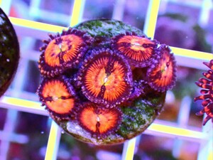 [ USAマメスナ Super Sakura Zoanthids ] マメスナギンチャク