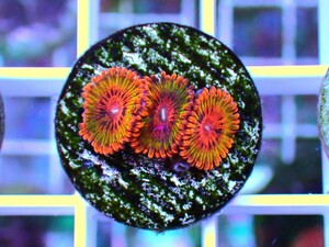 [ USAマメスナ Speckled Krakatoa Zoanthids ] マメスナギンチャク