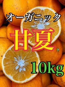 天然育ち！和歌山県産 甘夏 あまなつ 箱込み10kg みかんキング