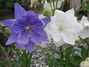 * prompt decision *. -ply .. Chinese bellflower purple color & white color. Mix kind 50 bead own . taking including in a package OK kind if what point also postage 73 jpy 