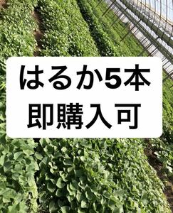 はるか5本 さつまいもの苗