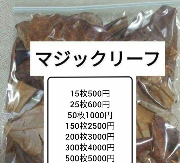 大小様々　無農薬マジックリーフ　天然ももたまな葉　500枚