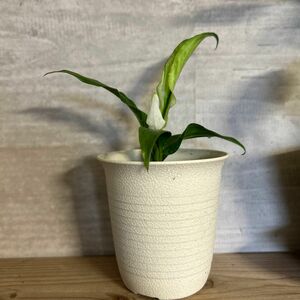 スパティフィラム 小型品種 キュピード 1株 観葉植物