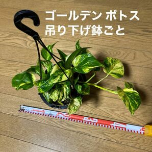 ゴールデン・ポトス 吊り下げ鉢ごと送ります。 ポトス 観葉植物 レトロな鉢