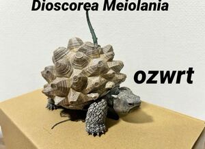 ozwrt Dioscorea Meiolaniamei Ora ni голубой zwa-to черепаха . дракон 