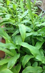 今が植え時！！ みょうが ミョウガ 茗荷 地下茎 苗 プランターでも簡単栽培