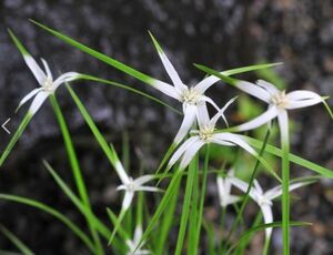 斑入り シラサギカヤツリ　白鷺蚊帳吊草　水生植物　無農薬　ビオトープ　メダカと一緒に生育中　