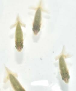 ＜GPらんちゅう＞　水戸　荻谷氏系統魚　らんちゅう　当歳　　黒仔　現物　20匹　約3ｃｍ　２/10孵化　動画4　(1～5)