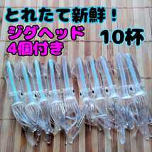 オススメ！とれたて新鮮！イカワーム10杯+ダートジグヘッド21g、14g各2本　イカベイト対策、ホタルイカパターンに_画像1