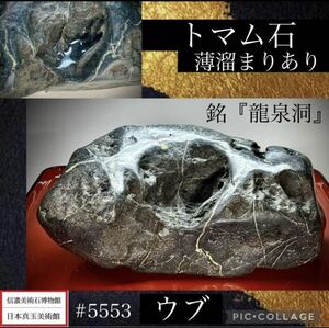 【信濃美術石博物館】 水石 盆栽 トマム石 薄溜まり石 ウブ 横19×高10(cm) 3.2kg 骨董盆石古美術鑑賞石観賞石太湖石中国古玩 5553