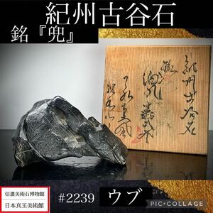 【信濃美術石博物館】 水石 盆栽 紀州古谷石『 兜 』ウブ 出世石 桐箱付横15×高8(cm) 1.28kg 骨董盆石古美術鑑賞石観賞石 2239