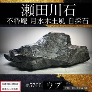 【信濃美術石博物館】 水石 盆栽 《良質》瀬田川石 ウブ 不粋庵 月水木土風 自採石 横25.5(cm) 2.2kg骨董盆石古美術鑑賞石観賞石 5766の画像1