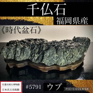 【信濃美術石博物館】水石 時代盆石 盆栽 福岡県 千仏石 ウブ 硬質 横27×高7.5(cm) 2.62kg骨董盆石古美術鑑賞石観賞石太湖石中国古玩 5791