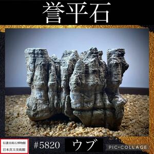 {GW Thanksgiving } suiseki st bonsai . flat stone ub width 10.5× height 8× depth 7.5(cm) 840g antique tray stone old fine art appreciation stone .. stone futoshi lake stone China old .5820