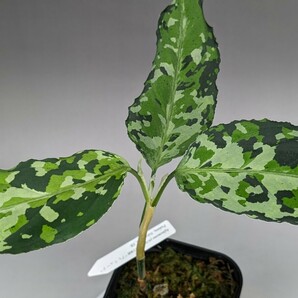 TB便ネームド株 プレリュード GW1908 Aglaonema pictum 増殖株の増殖 ★アグラオネマ ピクタム★の画像4