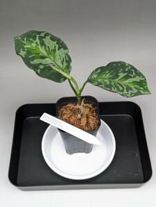 TB便ネームド株　白モザイク　Aglaonema pictum CW1302白モザイク　正規株増殖　★アグラオネマ　ピクタム★