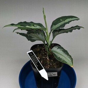 AZ便実生株 Aglaonema pictum ”Seeds Phantom” WS 【AZ0715-6b】★アグラオネマ ピクタム★の画像1