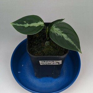 TB便ネームド株 ドルフィンブルー GW1707 増殖株の増殖株 ★アグラオネマ ピクタム Aglaonema pictum ★の画像1