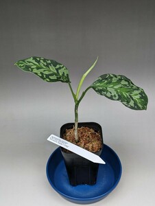 TB便ネームド株　白モザイク　Aglaonema pictum CW1302白モザイク　正規株増殖　★アグラオネマ　ピクタム★