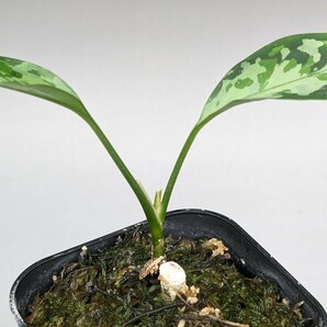 TZ便 Aglaonema pictum b-2産地 細葉マルチカラー 正規株増殖★アグラオネマ ピクタム★の画像3