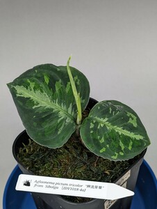 IDY便ネームド株　押流芽花【IDY1018-4a】正規株増殖　　★アグラオネマ　ピクタム　Aglaonema pictum★