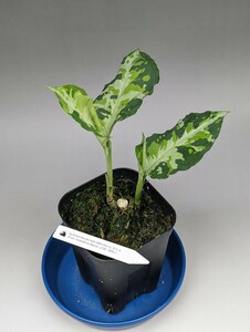 TB便ネームド株 レカミエ BW1410 増殖株の増殖　2本立ち★アグラオネマ　ピクタム　Aglaonema pictum★