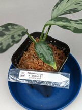 LA便ネームド株 氷肌玉骨 【LA0816-03j】増殖株の増殖　★アグラオネマ　ピクタム　Aglaonema pictum★_画像2