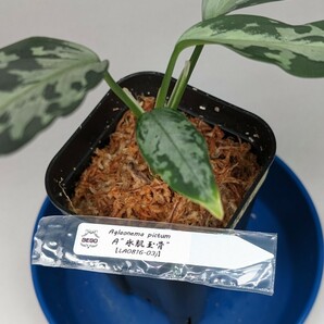 LA便ネームド株 氷肌玉骨 【LA0816-03j】増殖株の増殖 ★アグラオネマ ピクタム Aglaonema pictum★の画像2